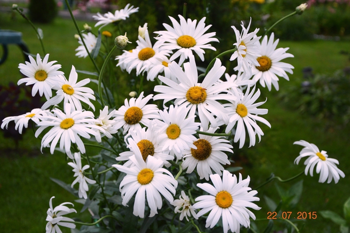 3587765_DSC_4712 (700x465, 270Kb)