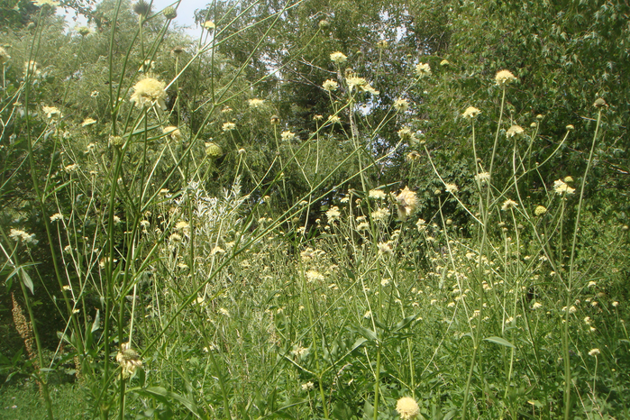 DSC05058 (700x466, 635Kb)