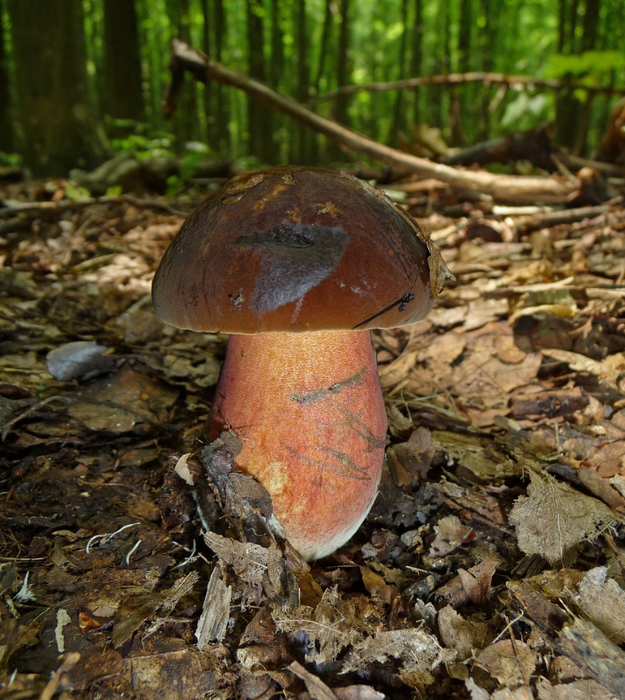 dubovik-krapchatyjj-boletus-erythropus-llo3ub (625x700, 558Kb)