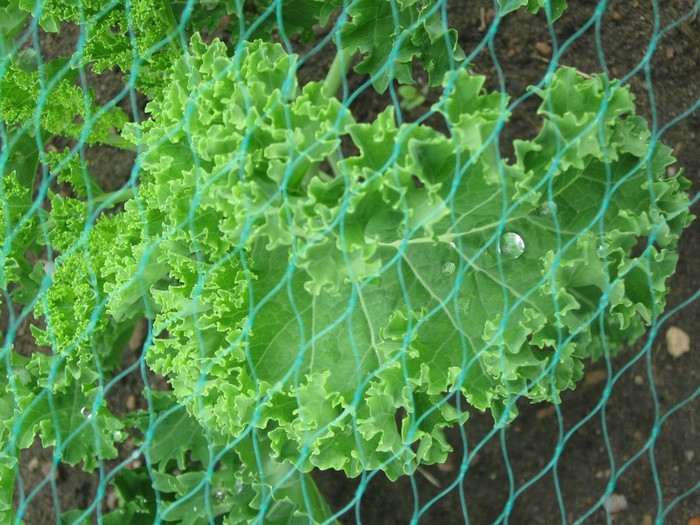 cabbage1 (700x525, 128Kb)