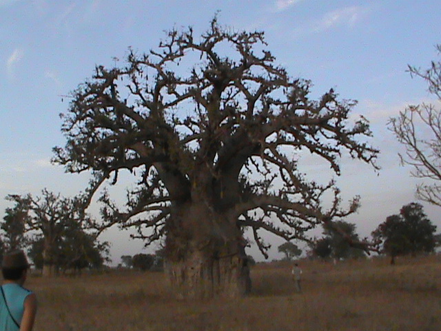 5652547_Baobab4 (640x480, 141Kb)