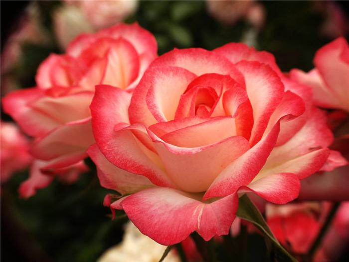 сад роз наканошима (Nakanoshima Rose Garden, Osaka) (800x600, 246Kb)