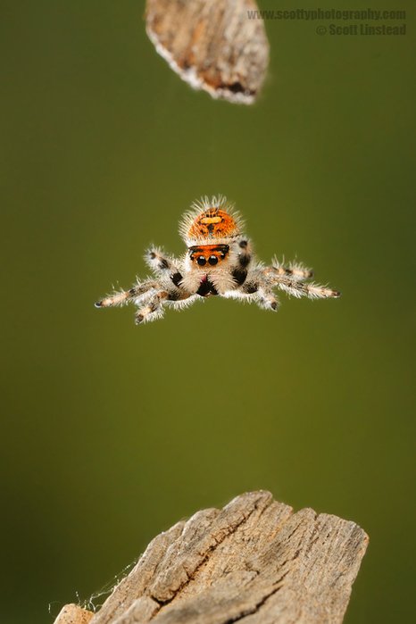3623822__DSC5973w (466x700, 122Kb)