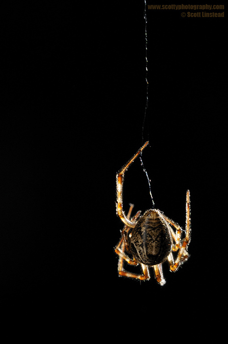 3623822__DSC1681 (464x700, 69Kb)