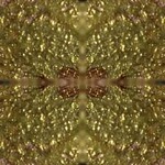  fractals_purpleglitter_dot_com_024 (256x256, 28Kb)