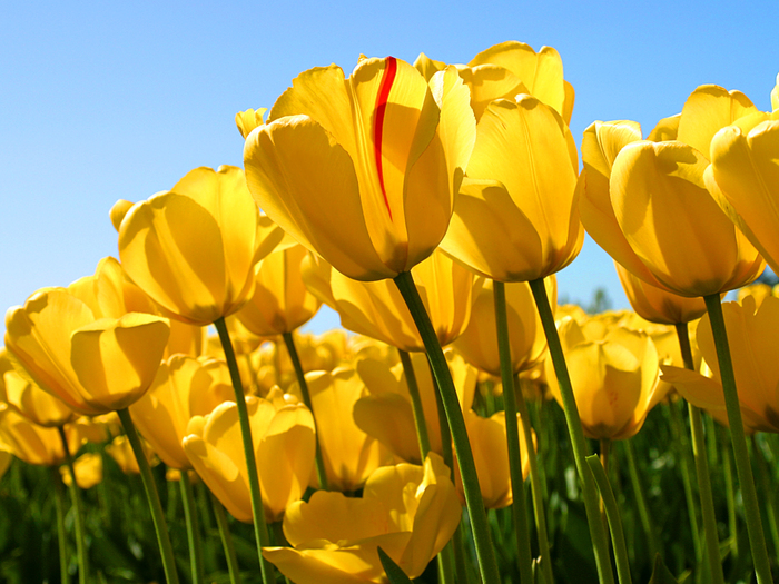 Tulips (700x525, 380Kb)