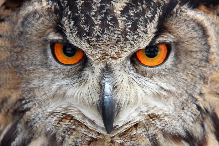 3623822_greathornedowlpierreleclerc (700x466, 92Kb)