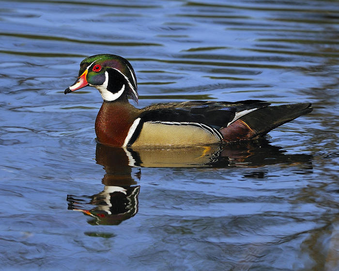 3623822_drakewoodducktonybeck (700x559, 79Kb)