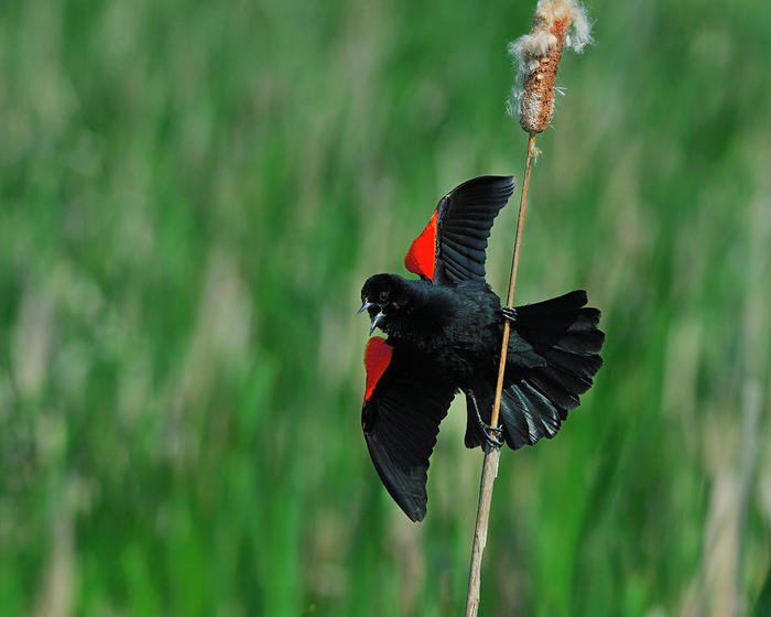 3623822_redwingedblackbirdtonybeck (700x560, 40Kb)