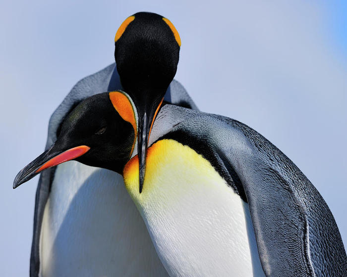 3623822_kingpenguinsbondingtonybeck (700x560, 55Kb)