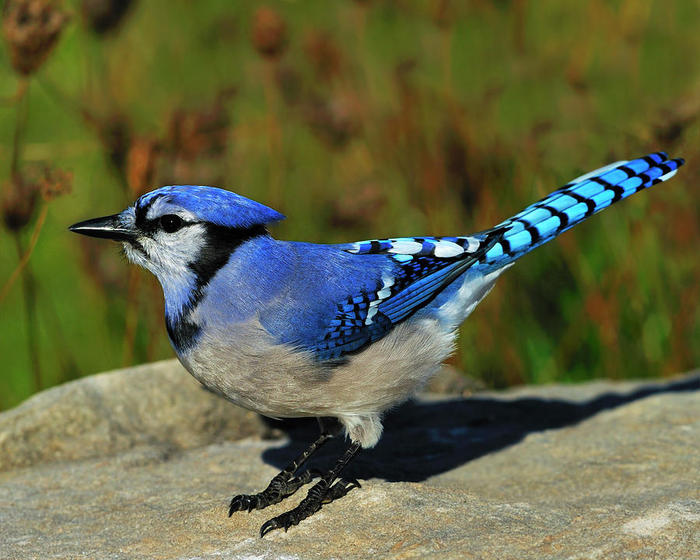 3623822_bluejaytonybeck (700x560, 71Kb)