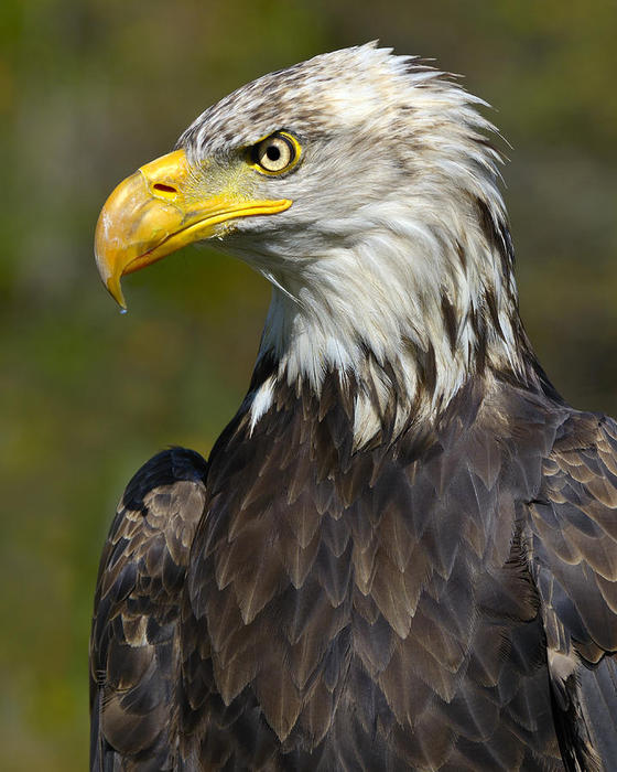 3623822_almosttherebaldeagletonybeck (560x700, 66Kb)