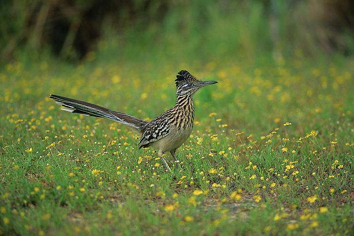 3623822_greaterroadrunnertonybeck (700x468, 85Kb)