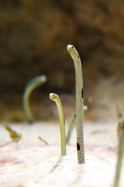 spotted-garden-eel-871287755456p1yS (410x615, 34Kb)