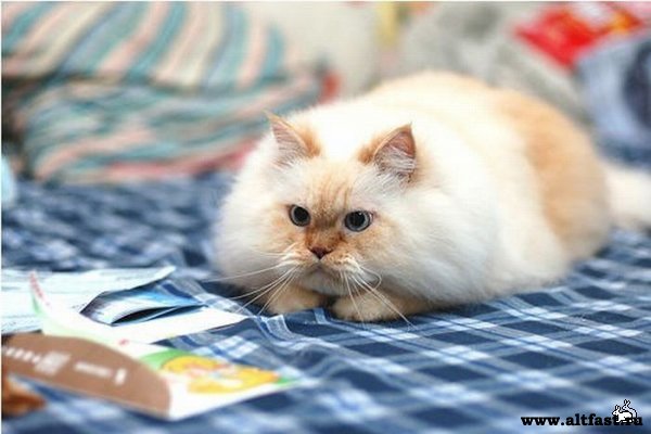 1276766463_1276714756_cute_and_funny_himalayan_cat_07 (600x400, 42Kb)