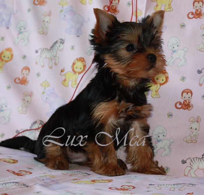 4093484_puppy_yorkterrier_zustjen (700x670, 139Kb)