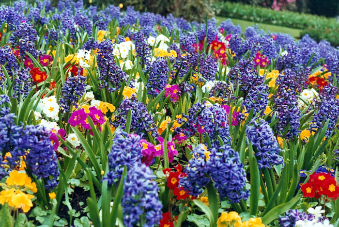 spring_flower_bed (700x468, 281Kb)