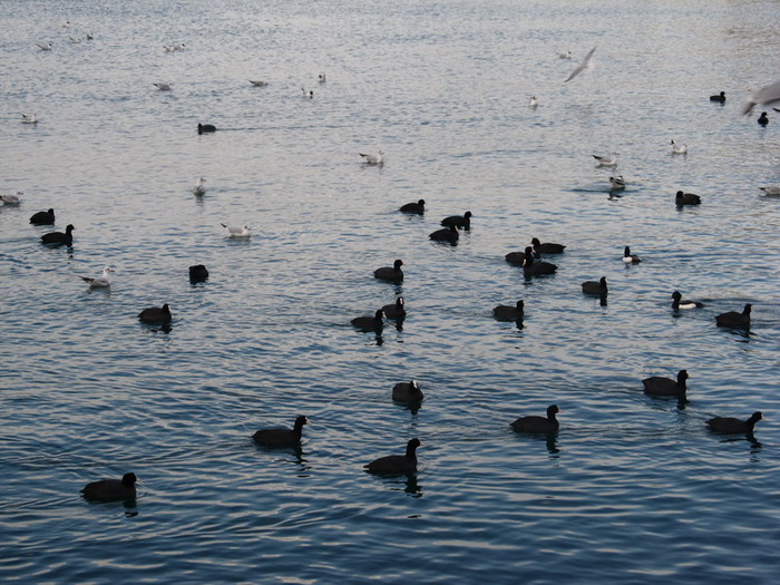 3208812_IMG_3283_resize (700x525, 139Kb)