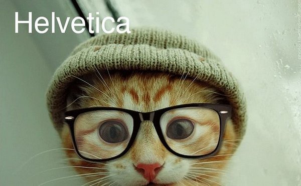 1330859154_201_cat-fonrt-10 (600x371, 47Kb)