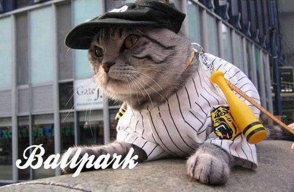1330859179_201_cat-fonrt-11 (600x392, 62Kb)