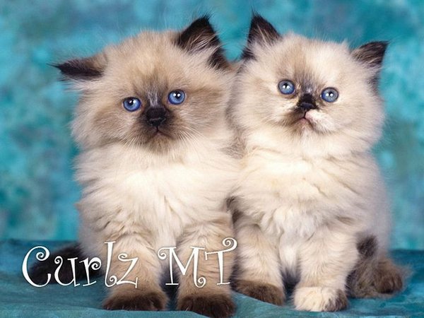 1330859208_201_cat-fonrt-15 (600x450, 59Kb)