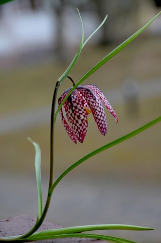 0_77879_b717d99f_-1-L (331x500, 27Kb)