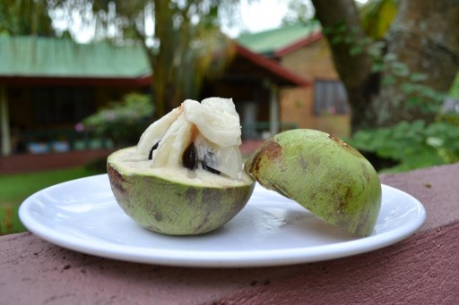 StarApple_philippines_08_1024x683-512x341 (512x341, 40Kb)