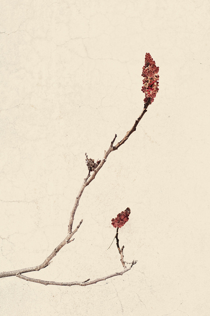 6810501271_d3b3a12cf4_z_large (425x640, 82Kb)