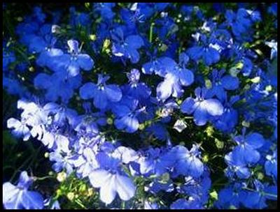 Lobelia (400x304, 30Kb)