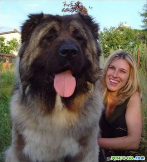 ogromnye-sobaki-photo-lol.com-2 (499x550, 47Kb)