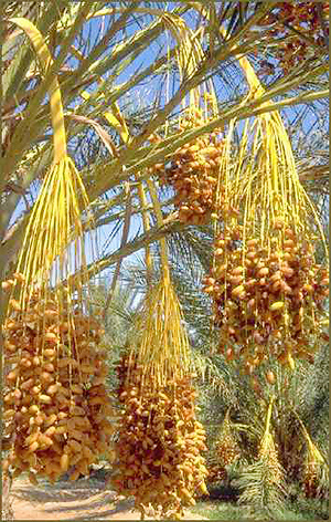 tamar_300 (300x472, 167Kb)