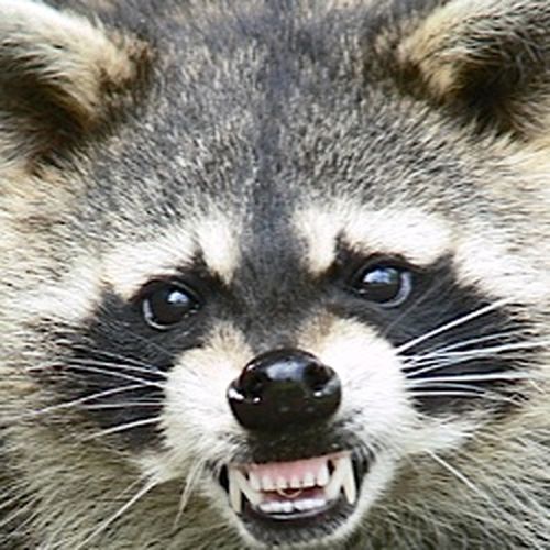 napadenie-0009 (500x500, 60Kb)