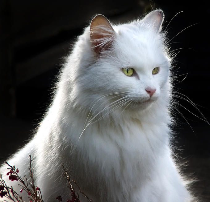 Thewhitecat (680x656, 58Kb)