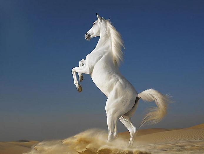 whitehorse (694x526, 24Kb)