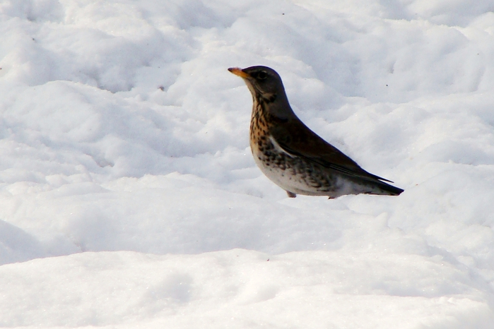 DSC03307 (700x466, 181Kb)