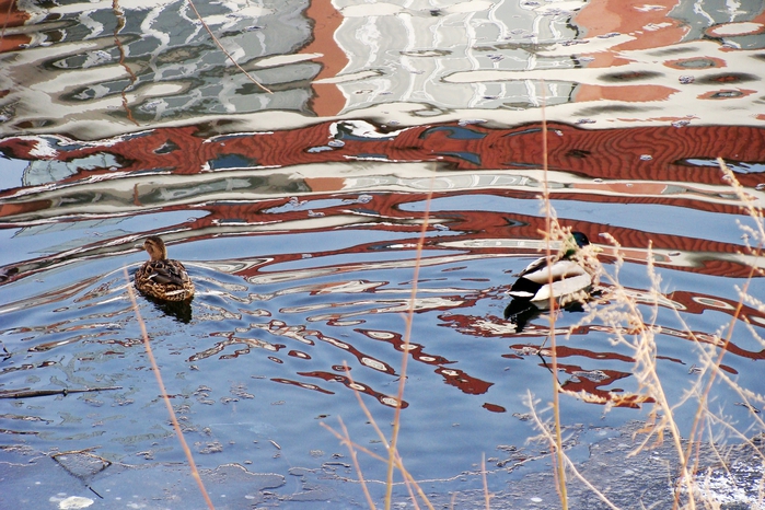 DSC03335 (700x466, 327Kb)