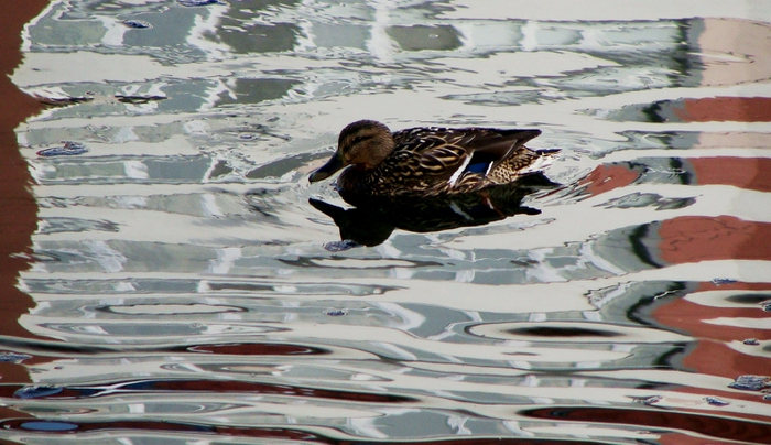 DSC03336 (700x404, 247Kb)