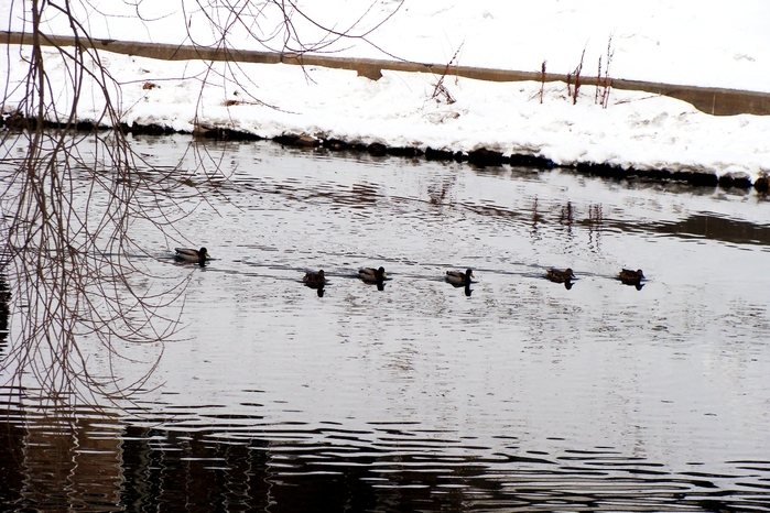 DSC03341 (700x466, 299Kb)