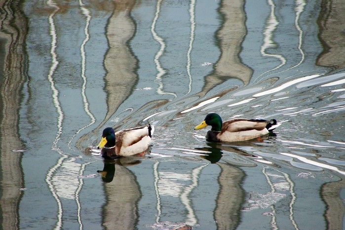 DSC03357 (700x466, 295Kb)