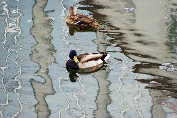 DSC03364 (700x466, 283Kb)