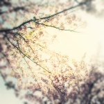 2620530_nbmbn (150x150, 12Kb)