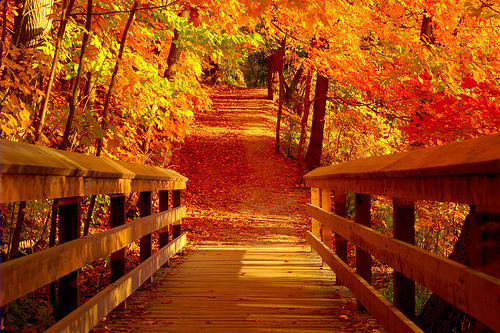 79114281_3749748_tumblr_lsw6sfaRU51qlaa6wo1_500_large_1 (500x333, 224Kb)