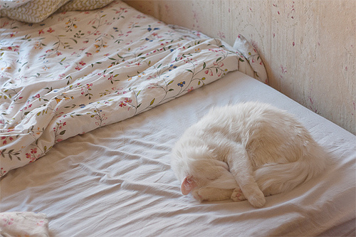 78793982_large_tumblr_lqssjpYzQP1qbkdaqo1_500_large (500x333, 124Kb)