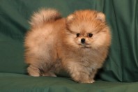 4761151_puppies_bugsy_6 (198x132, 9Kb)