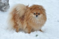 4761151_pomeranians_puppies_bugsy_8 (197x132, 10Kb)