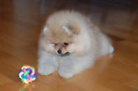 4761151_pomeranians_richard_puppies_7 (198x131, 10Kb)