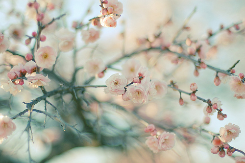 tumblr_lqgs4pveJO1r1wsrxo1_500 (500x333, 102Kb)
