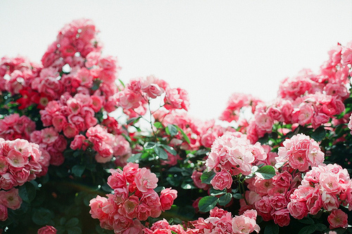 79598828_3663098_78457379_3749748_tumblr_lp2rsnCYnu1ql9e7oo1_500 (500x332, 130Kb)