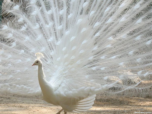 78794008_large_albinopeacock_large (500x375, 62Kb)