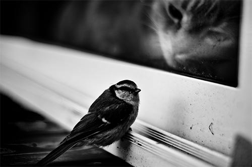 79932201_large_tumblr_lic43pZrth1qd9dkeo1_500 (500x333, 18Kb)